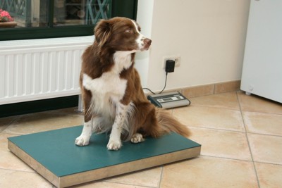 体重を測る犬