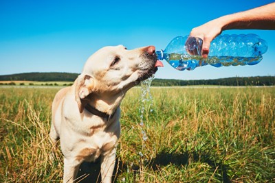 ペットボトルから水を飲む犬
