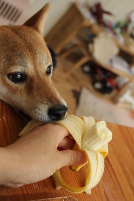犬がバナナを食べても大丈夫 皮ごと食べさせてもいいの 安全に与えるための注意点 わんちゃんホンポ