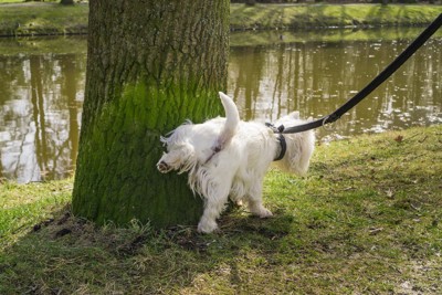 木におしっこする犬