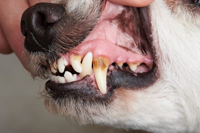 歯石のついた犬の歯と口元のアップ