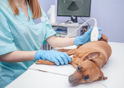 病院で超音波検査をされている犬