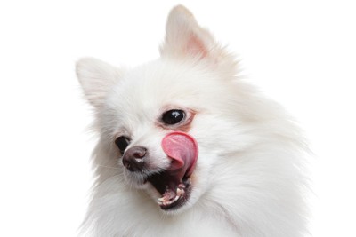 舌を出す白いポメラニアンの顔のアップ
