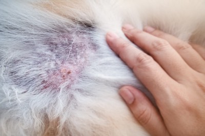 犬の皮膚炎の症状