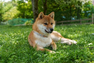 草むらに座る柴犬