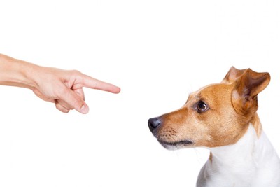 指を指される犬