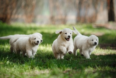 楽しそうに走るゴールデンレトリバーの子犬たち