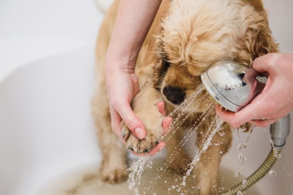 シャワーで足を洗われる犬