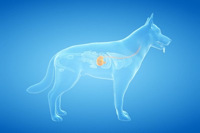 犬の食道と胃の3Dイラスト