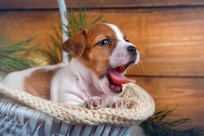 バスケットの中であくびをする子犬