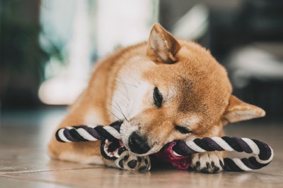 ロープのおもちゃで遊ぶ柴犬
