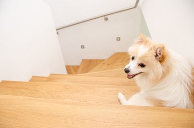 階段の途中に座る犬