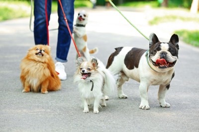 お散歩中の四頭の小型犬