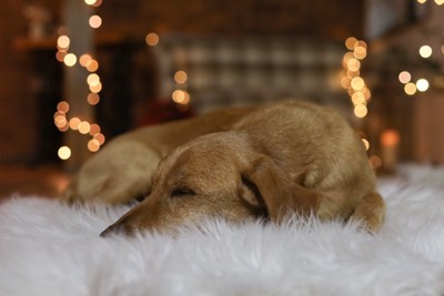 白いカーペットの上で寝る犬