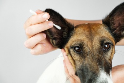 綿棒で耳掃除する犬
