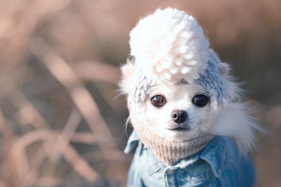 防寒装備の犬