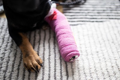 ピンクのギプスで固定された犬の手