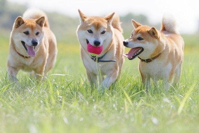 野原で遊ぶ3頭の柴犬