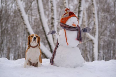 雪だるまの横に座るビーグル犬