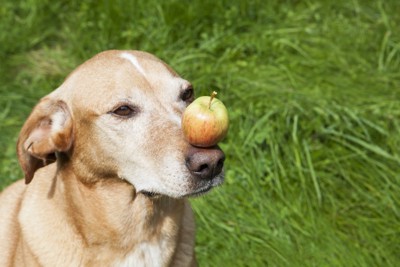 りんごを鼻に乗せる犬