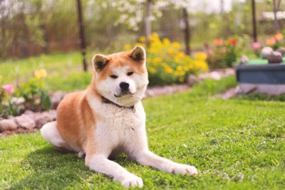 芝生の上で伏せる秋田犬