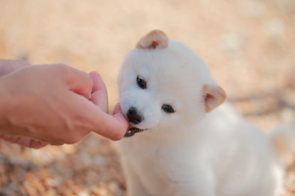 人の指を甘噛みする子犬