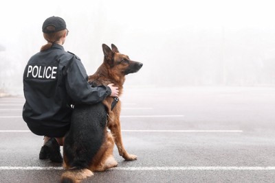 ハンドラーと警察犬のジャーマンシェパード