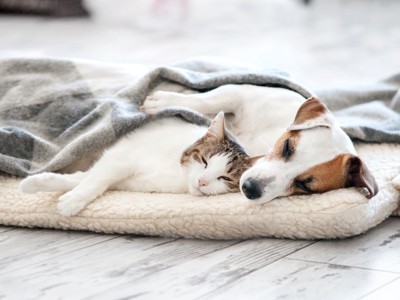 猫と添い寝する犬