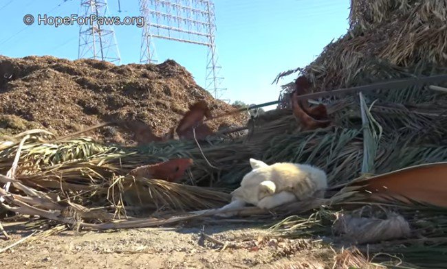 ゴミの山の横で眠る犬