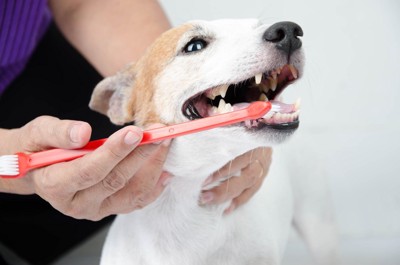 歯ブラシを受ける犬