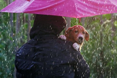 雨の中抱っこされる犬