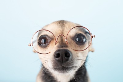 メガネをかける犬
