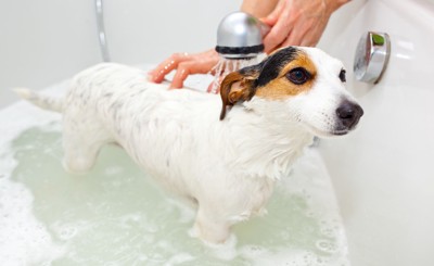 犬とお風呂