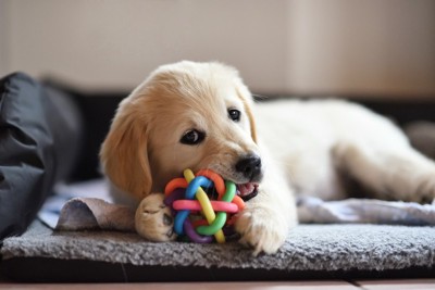 おもちゃを噛んでいる子犬