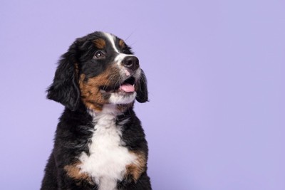 ティーツリーシャンプーは犬にとって危険なの？
