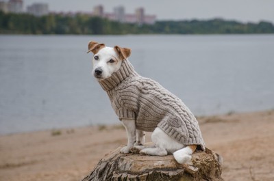 冬服の犬