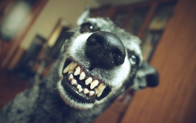 歯をむき出しにして威嚇する犬