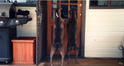 ドアに向かって後ろ足で立つ2匹の犬