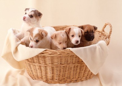 籠の中の5匹の子犬