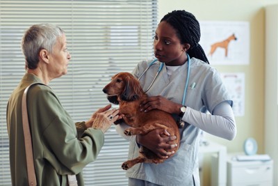 動物病院で医師に相談するシニア女性と犬