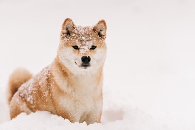 雪の中に柴犬