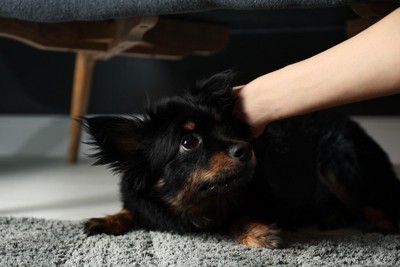 家具の下で怯えている犬