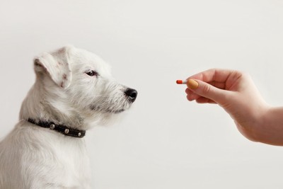 薬を持つ手と見つめる犬