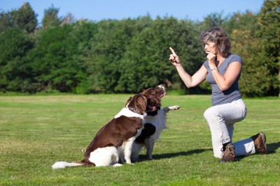 2頭の犬をトレーニングする女性