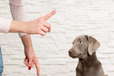 指を指す女性と犬