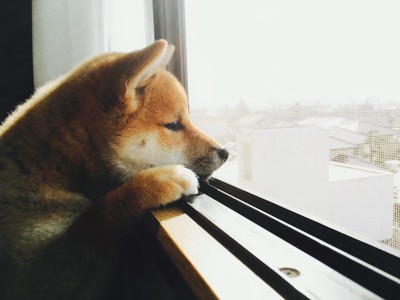 窓の外を見つめる柴犬の子犬