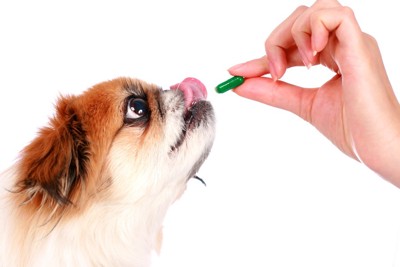 薬を前に舌舐めする犬