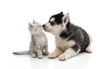 子猫に鼻をつけるハスキーの子犬