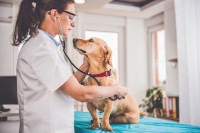 女性獣医師と診察台の犬