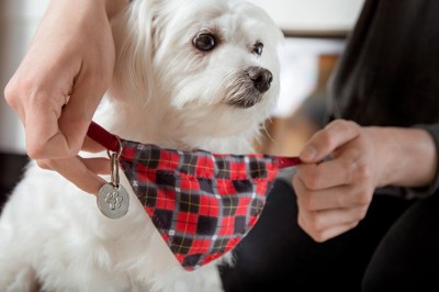 スカーフを着けられる犬